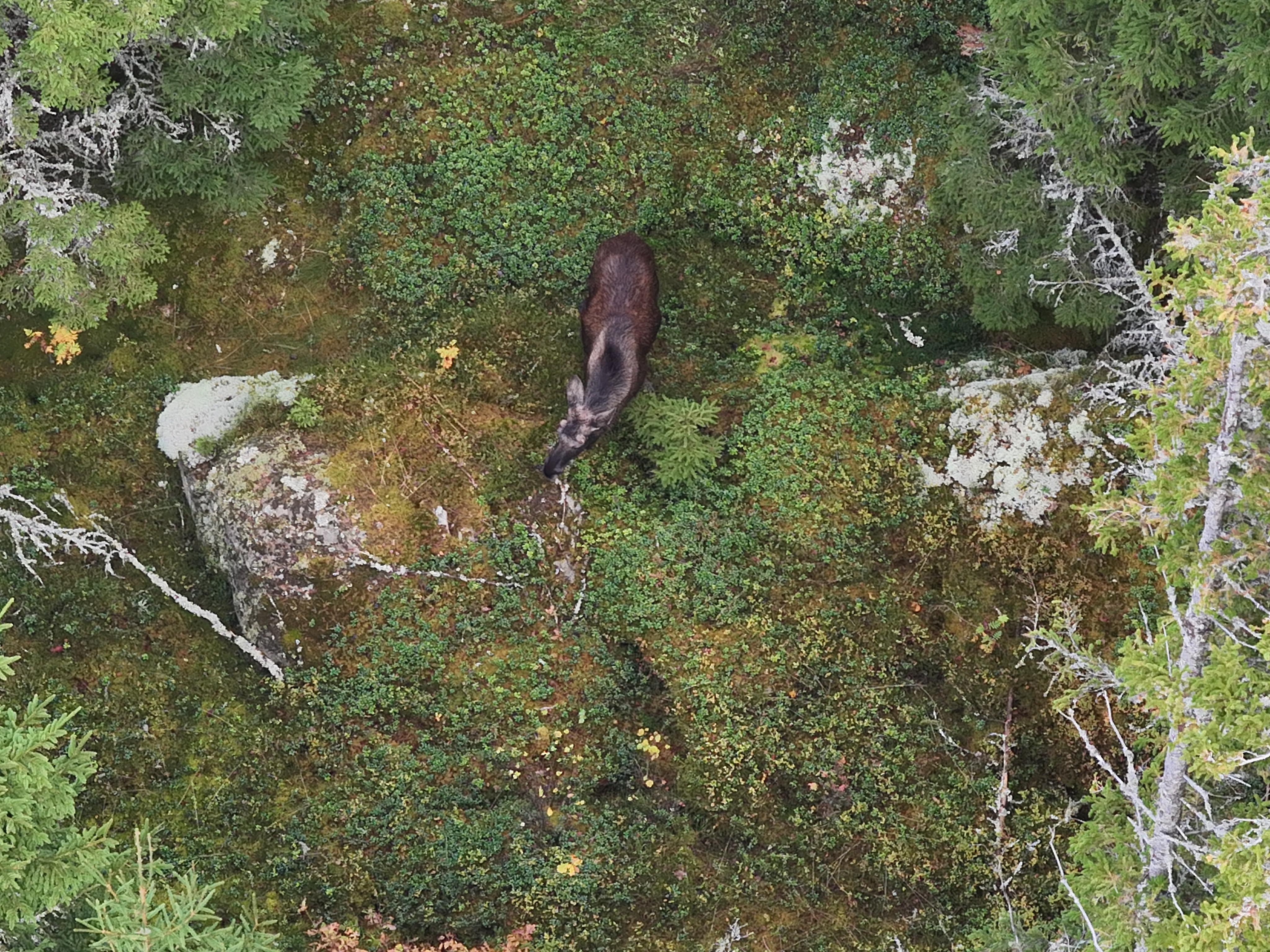 Inventering med drönare